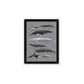 Picture of Shark chart _GroupedProduct_Rectangle_Portrait_Mini_ _GroupedProduct_Rectangle_Portrait_Framed_Matted_