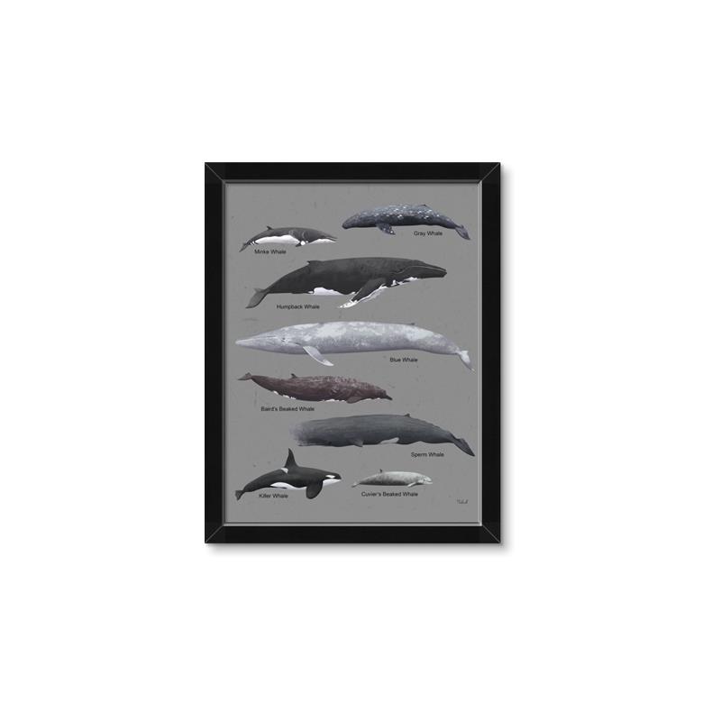 Picture of Shark chart _GroupedProduct_Rectangle_Portrait_Mini_ _GroupedProduct_Rectangle_Portrait_Framed_Matted_