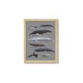 Picture of Shark chart _GroupedProduct_Rectangle_Portrait_Mini_ _GroupedProduct_Rectangle_Portrait_Framed_Matted_