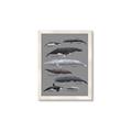 Picture of Shark chart _GroupedProduct_Rectangle_Portrait_Mini_ _GroupedProduct_Rectangle_Portrait_Framed_Matted_