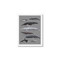 Picture of Shark chart _GroupedProduct_Rectangle_Portrait_Mini_ _GroupedProduct_Rectangle_Portrait_Framed_Matted_