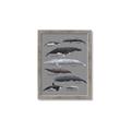 Picture of Shark chart _GroupedProduct_Rectangle_Portrait_Mini_ _GroupedProduct_Rectangle_Portrait_Framed_Matted_