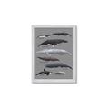 Picture of Shark chart _GroupedProduct_Rectangle_Portrait_Mini_ _GroupedProduct_Rectangle_Portrait_Framed_Matted_