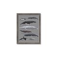 Picture of Shark chart _GroupedProduct_Rectangle_Portrait_Mini_ _GroupedProduct_Rectangle_Portrait_Framed_Matted_