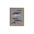 Picture of Shark chart _GroupedProduct_Rectangle_Portrait_Mini_ _GroupedProduct_Rectangle_Portrait_Framed_Matted_