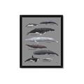 Picture of Shark chart _GroupedProduct_Rectangle_Portrait_Mini_ _GroupedProduct_Rectangle_Portrait_Framed_Matted_