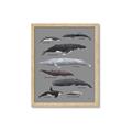 Picture of Shark chart _GroupedProduct_Rectangle_Portrait_Mini_ _GroupedProduct_Rectangle_Portrait_Framed_Matted_