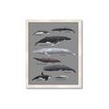 Picture of Shark chart _GroupedProduct_Rectangle_Portrait_Mini_ _GroupedProduct_Rectangle_Portrait_Framed_Matted_