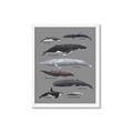 Picture of Shark chart _GroupedProduct_Rectangle_Portrait_Mini_ _GroupedProduct_Rectangle_Portrait_Framed_Matted_