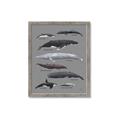Picture of Shark chart _GroupedProduct_Rectangle_Portrait_Mini_ _GroupedProduct_Rectangle_Portrait_Framed_Matted_