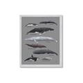 Picture of Shark chart _GroupedProduct_Rectangle_Portrait_Mini_ _GroupedProduct_Rectangle_Portrait_Framed_Matted_