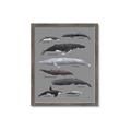 Picture of Shark chart _GroupedProduct_Rectangle_Portrait_Mini_ _GroupedProduct_Rectangle_Portrait_Framed_Matted_