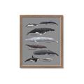Picture of Shark chart _GroupedProduct_Rectangle_Portrait_Mini_ _GroupedProduct_Rectangle_Portrait_Framed_Matted_