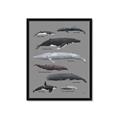 Picture of Shark chart _GroupedProduct_Rectangle_Portrait_Mini_ _GroupedProduct_Rectangle_Portrait_Framed_Matted_