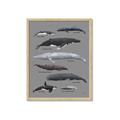 Picture of Shark chart _GroupedProduct_Rectangle_Portrait_Mini_ _GroupedProduct_Rectangle_Portrait_Framed_Matted_