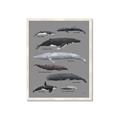 Picture of Shark chart _GroupedProduct_Rectangle_Portrait_Mini_ _GroupedProduct_Rectangle_Portrait_Framed_Matted_