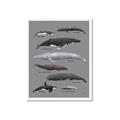 Picture of Shark chart _GroupedProduct_Rectangle_Portrait_Mini_ _GroupedProduct_Rectangle_Portrait_Framed_Matted_