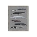 Picture of Shark chart _GroupedProduct_Rectangle_Portrait_Mini_ _GroupedProduct_Rectangle_Portrait_Framed_Matted_