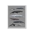 Picture of Shark chart _GroupedProduct_Rectangle_Portrait_Mini_ _GroupedProduct_Rectangle_Portrait_Framed_Matted_