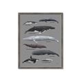 Picture of Shark chart _GroupedProduct_Rectangle_Portrait_Mini_ _GroupedProduct_Rectangle_Portrait_Framed_Matted_