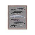 Picture of Shark chart _GroupedProduct_Rectangle_Portrait_Mini_ _GroupedProduct_Rectangle_Portrait_Framed_Matted_