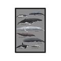 Picture of Shark chart _GroupedProduct_Rectangle_Portrait_Mini_ _GroupedProduct_Rectangle_Portrait_Framed_Matted_