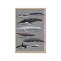 Picture of Shark chart _GroupedProduct_Rectangle_Portrait_Mini_ _GroupedProduct_Rectangle_Portrait_Framed_Matted_