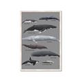 Picture of Shark chart _GroupedProduct_Rectangle_Portrait_Mini_ _GroupedProduct_Rectangle_Portrait_Framed_Matted_