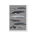 Picture of Shark chart _GroupedProduct_Rectangle_Portrait_Mini_ _GroupedProduct_Rectangle_Portrait_Framed_Matted_