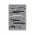 Picture of Shark chart _GroupedProduct_Rectangle_Portrait_Mini_ _GroupedProduct_Rectangle_Portrait_Framed_Matted_