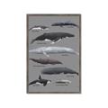 Picture of Shark chart _GroupedProduct_Rectangle_Portrait_Mini_ _GroupedProduct_Rectangle_Portrait_Framed_Matted_