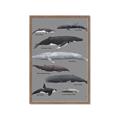 Picture of Shark chart _GroupedProduct_Rectangle_Portrait_Mini_ _GroupedProduct_Rectangle_Portrait_Framed_Matted_