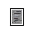 Picture of Shark chart _GroupedProduct_Rectangle_Portrait_Mini_ _GroupedProduct_Rectangle_Portrait_Framed_Matted_