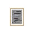Picture of Shark chart _GroupedProduct_Rectangle_Portrait_Mini_ _GroupedProduct_Rectangle_Portrait_Framed_Matted_