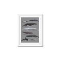Picture of Shark chart _GroupedProduct_Rectangle_Portrait_Mini_ _GroupedProduct_Rectangle_Portrait_Framed_Matted_