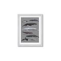 Picture of Shark chart _GroupedProduct_Rectangle_Portrait_Mini_ _GroupedProduct_Rectangle_Portrait_Framed_Matted_