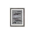 Picture of Shark chart _GroupedProduct_Rectangle_Portrait_Mini_ _GroupedProduct_Rectangle_Portrait_Framed_Matted_
