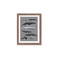 Picture of Shark chart _GroupedProduct_Rectangle_Portrait_Mini_ _GroupedProduct_Rectangle_Portrait_Framed_Matted_