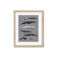 Picture of Shark chart _GroupedProduct_Rectangle_Portrait_Mini_ _GroupedProduct_Rectangle_Portrait_Framed_Matted_