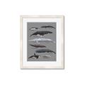 Picture of Shark chart _GroupedProduct_Rectangle_Portrait_Mini_ _GroupedProduct_Rectangle_Portrait_Framed_Matted_