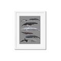 Picture of Shark chart _GroupedProduct_Rectangle_Portrait_Mini_ _GroupedProduct_Rectangle_Portrait_Framed_Matted_