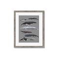Picture of Shark chart _GroupedProduct_Rectangle_Portrait_Mini_ _GroupedProduct_Rectangle_Portrait_Framed_Matted_