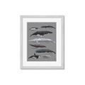 Picture of Shark chart _GroupedProduct_Rectangle_Portrait_Mini_ _GroupedProduct_Rectangle_Portrait_Framed_Matted_