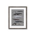 Picture of Shark chart _GroupedProduct_Rectangle_Portrait_Mini_ _GroupedProduct_Rectangle_Portrait_Framed_Matted_