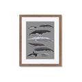 Picture of Shark chart _GroupedProduct_Rectangle_Portrait_Mini_ _GroupedProduct_Rectangle_Portrait_Framed_Matted_