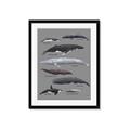 Picture of Shark chart _GroupedProduct_Rectangle_Portrait_Mini_ _GroupedProduct_Rectangle_Portrait_Framed_Matted_