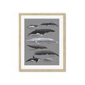 Picture of Shark chart _GroupedProduct_Rectangle_Portrait_Mini_ _GroupedProduct_Rectangle_Portrait_Framed_Matted_
