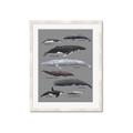 Picture of Shark chart _GroupedProduct_Rectangle_Portrait_Mini_ _GroupedProduct_Rectangle_Portrait_Framed_Matted_
