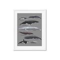 Picture of Shark chart _GroupedProduct_Rectangle_Portrait_Mini_ _GroupedProduct_Rectangle_Portrait_Framed_Matted_