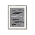 Picture of Shark chart _GroupedProduct_Rectangle_Portrait_Mini_ _GroupedProduct_Rectangle_Portrait_Framed_Matted_